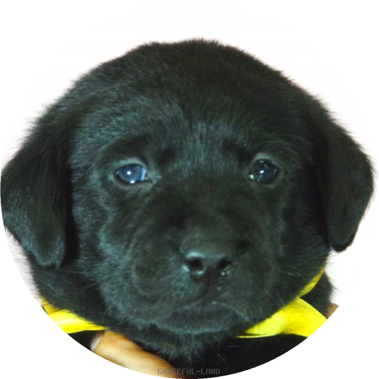 英国ラブラドールの子犬(A child of エルダー & ) 英国ラブラドールの子犬